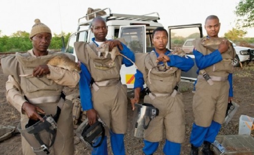 amroyounes:African HeroRats detect landmines.Using positive reinforcement behavior that is respectfu