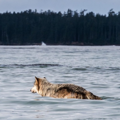 wolfsheart-blog: A Sea Wolf off of Canada’s west coast enters the ocean for its daily routine 