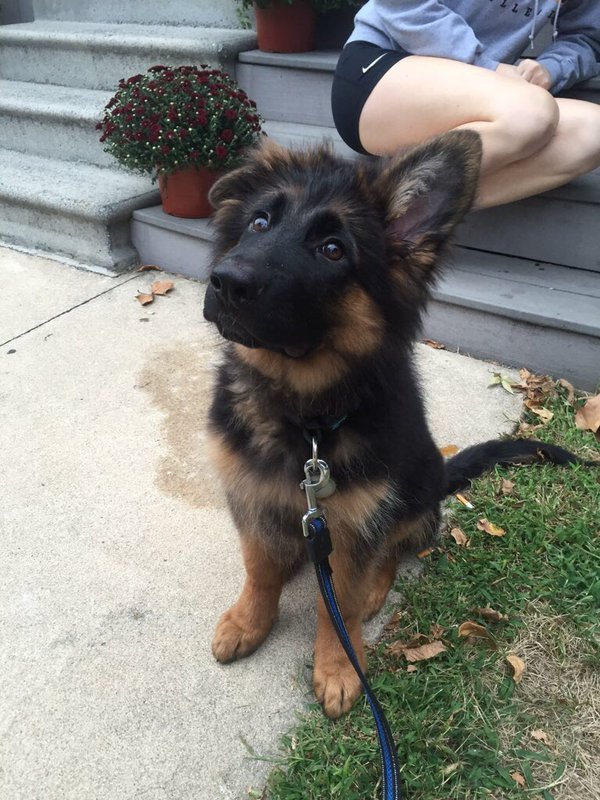 babyanimalgifs:4 month old German Shepherd