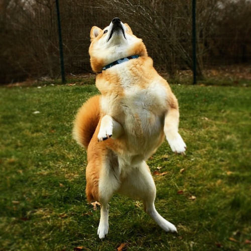 sheeba-inu:  Druce is doing his Friday Dance ;) #sarahspetsitting #shiba #friday #tgif #dance #dogsofinstagram #cutedog (by Sarah’s Pet Sitting)