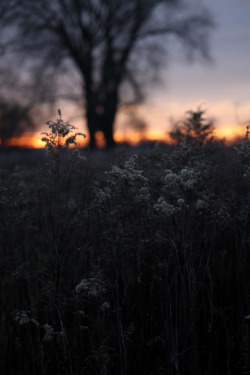 placethatechoes:  Late afternoon, rivers edge the Netherlands  Chris Lindhout © | contact  All Rights Reserved leave credits intact no reblogs to nsfw18 