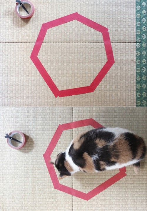 Have you tried the Cat Circle trick yet? Smaller also preferred.