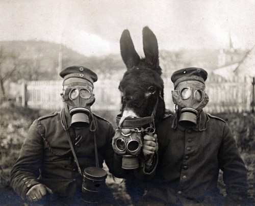 Soldiers circa 1916-17 wearing M1915 Gummimask (gas masks) with size 2 (medium) and a mule wearing a M15 Gummimask.