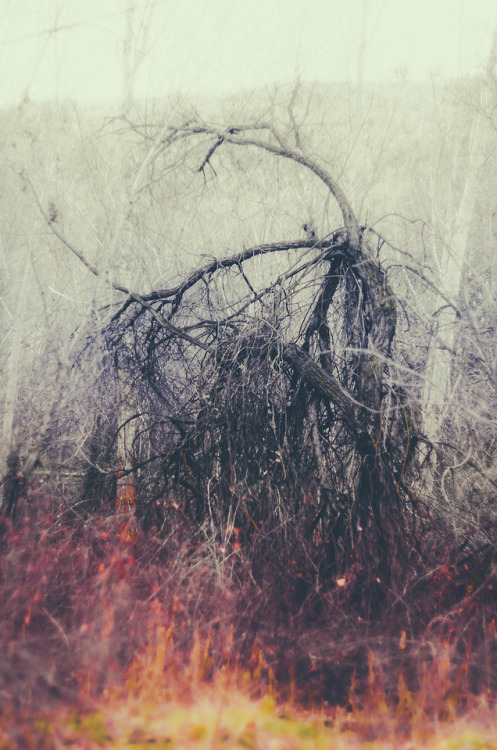 dissonantdays:and god will watch it burn