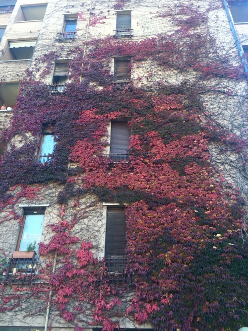 red ivy