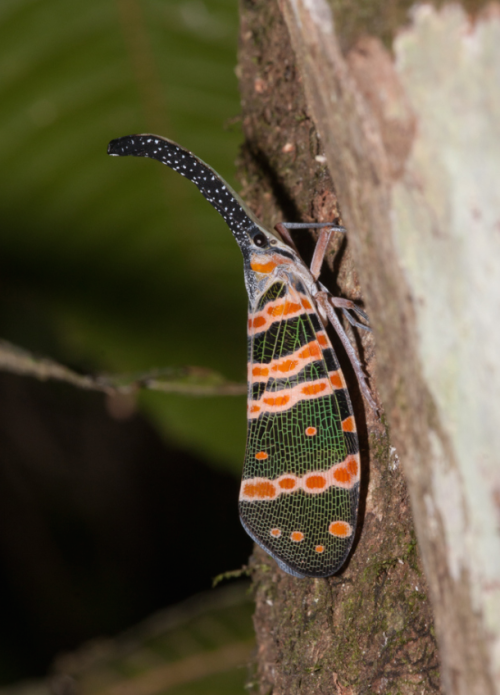 letsgowild: The Myths Behind the Lantern Bug The nose of the lantern bug (Pyrops candelabria) is act