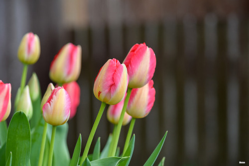 Tulips in Oregon
