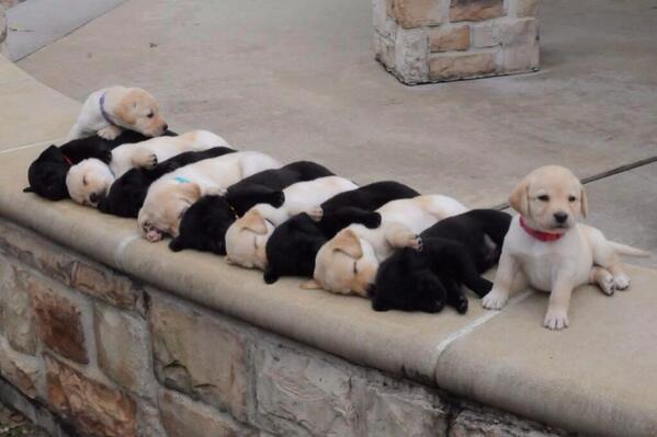 the-personal-quotes:  feeling sad? look at this baby animal blog!