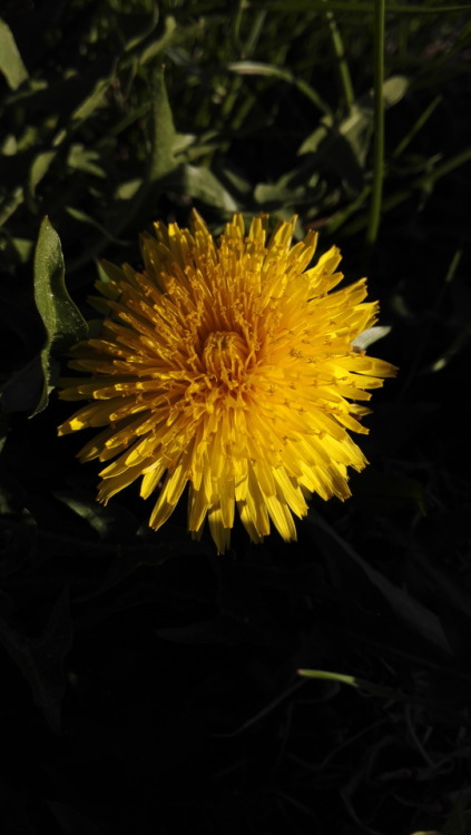 Taraxacum officinale ©missbryophyte