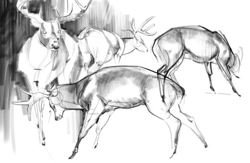 animal drawing