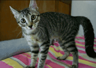 cute-baby-animals:  tastefullyoffensive:  When Cats Forget How to Cat (Part 2)Previously: Part 1  The 4th one though   Ha