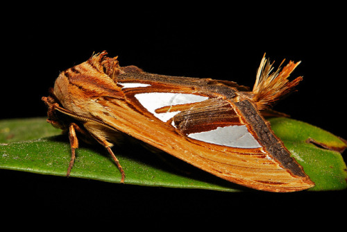 sinobug: Prominent Moth (Tarsolepis taiwana, Notodontidae) by Sinobug (itchydogimages) on Flickr. Pu