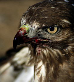 elinaynature:  Think About It on Flickr. Blood Reign - Red-Tailed Hawk on Killwww.elinaynature.com