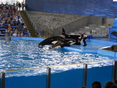 Gender: FemalePod: N/APlace of Capture: Born at SeaWorld of TexasDate of Capture: Born January 7, 20