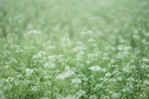 念願の権現堂の桜と菜の花です。 お天気が悪い事はわかっていたけど この日に行かないと 今年はもう見られないので 思い切って行ってきました。 案の定、あいにくのお天気だったけど 滞在中は大丈夫でした。 