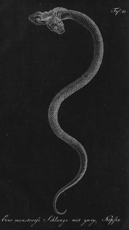 Taf. 21, Two Headed Snake - Biodiversity Heritage Library - Herrn de la Cepede&rsquo;s Naturgeschich