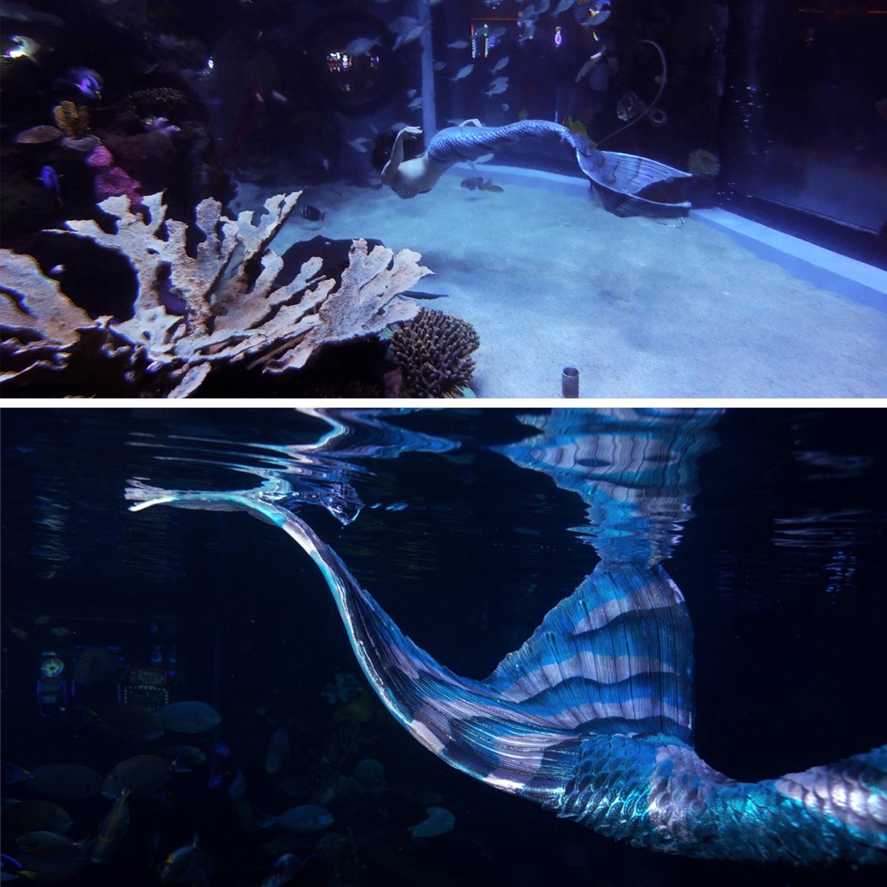 mermaidmargo:  Project Mermaids  Photo: Chiara Photography