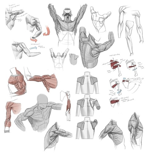  An okay fuck-ton of simple shoulder movement references. [From various sources] 