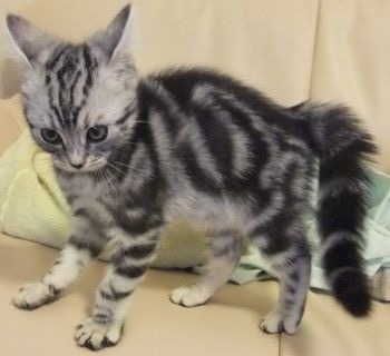 cat-no-like-banana: terefah:   noonbarbari:   favorite cat thing: this    the drama…