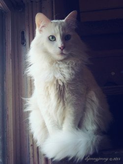 mostlycatsmostly:  Mikey (via Jennifer Moore)