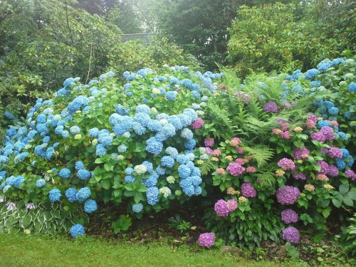 aurorium:hydrangeas