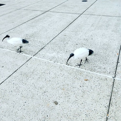 #binchickensofinstagram #ozfdesigns #therubberkittyoutandabout #ozf (at Queensland Museum) w