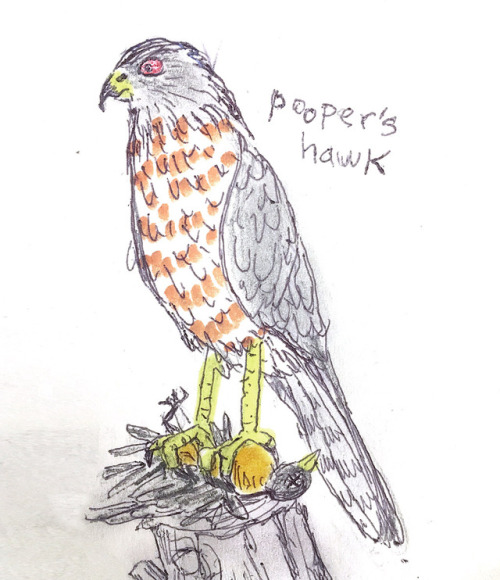 Pooper’s HawkA medium-sized hawk named after New York naturalist, William Cooper, who founded an aca