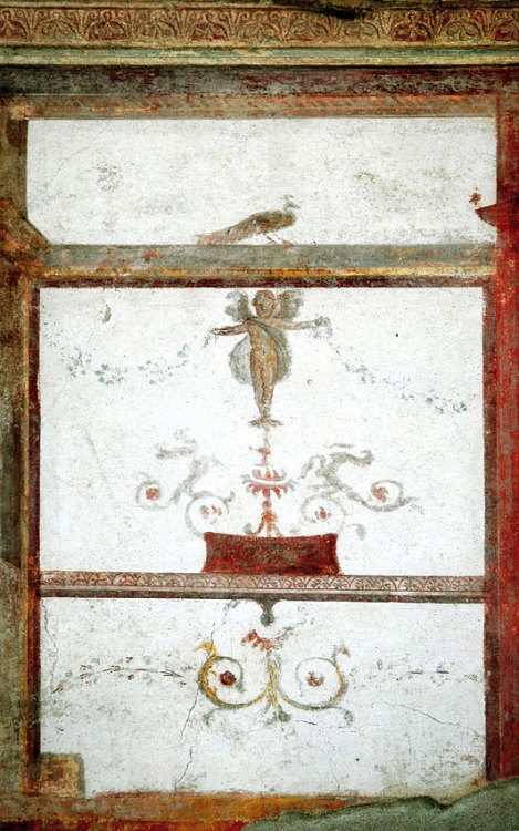 ancientrome:Eros and peacock.Fresco from the House of the Trojan Sacellum. Second style. Ca. 80—20 B