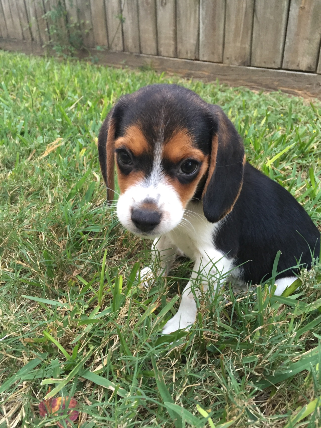 handsome dogs for you in these trying times