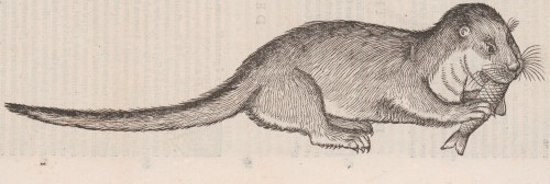 Otter from Conrad Gessner’s Historiae animalium liber 1, De quadrupedibus (Zürich 15