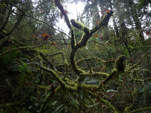 Capilano River by Guilhem Vellut