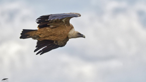 Griffon Vulture - Grifo (Gyps fulvus)Freixo de Espada à Cinta/Portugal (17/05/2022)[Nikon D50