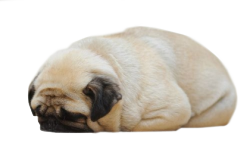 nuclears:  cocktuss:  fuckere:  babycuts:  pugbugduckmug:  sleepy transparent pug  yes  this is the best transparent post ever  lavantam  (18+)