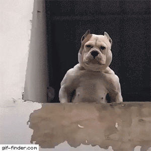 better–call–firulais: giffindersite:    This dog doesn’t bite you, it beats you. Via https://gif-finder.com/     