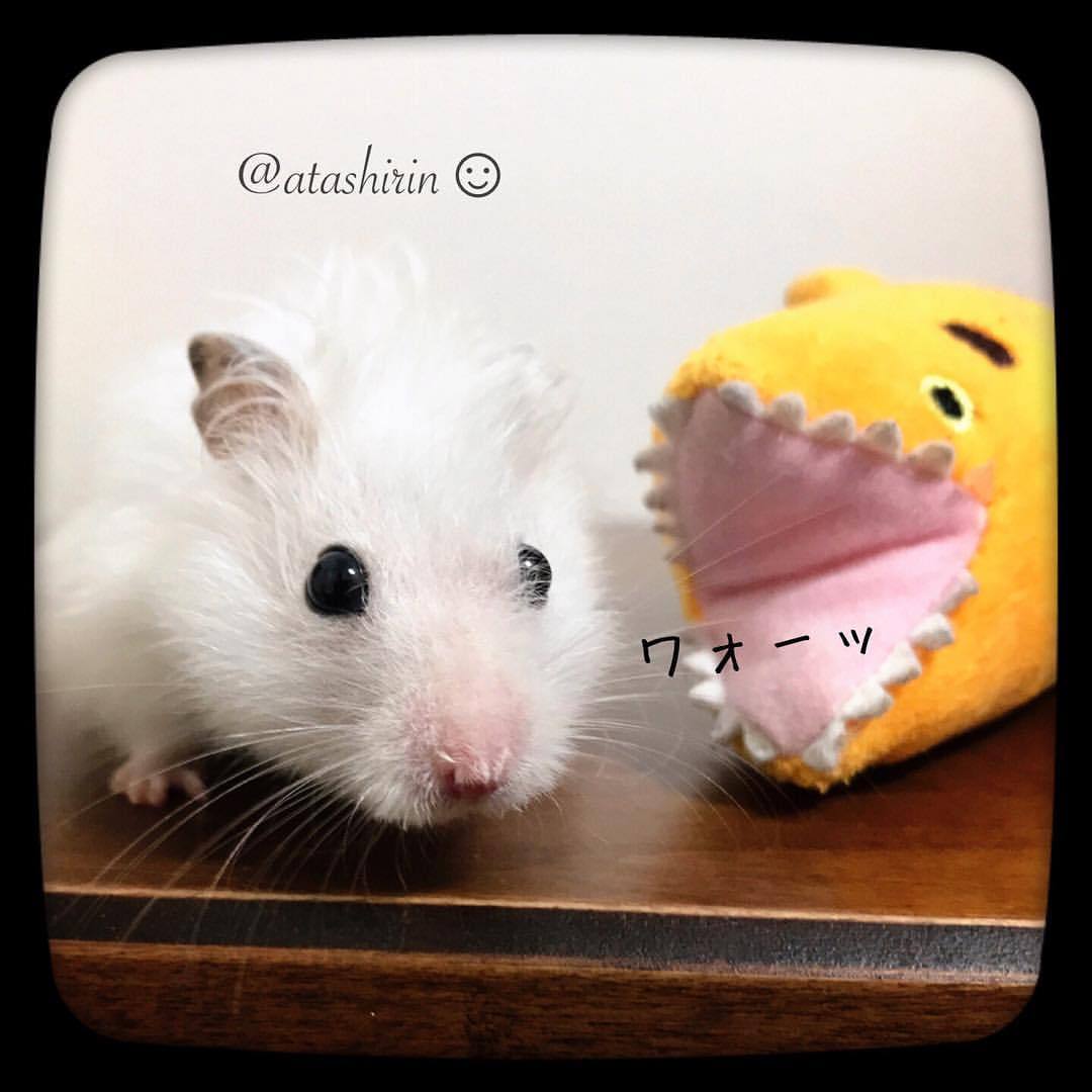 一方的。ガオーッ！
・
・
・
#hamster #goldenhamster #cameralife #pecon #ilovemypets #ilovemypet #cutepetclub #happy_pet #happypetclub #cameralover #cameralove #pet #iphonephotography #loveanimals #mouse #🐭 #🐹