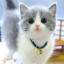 cvntboykitty