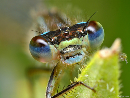 ~Ischnura elegans~ by Eddie The Bugman on Flickr.Ischnura elegans