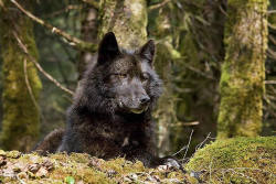 wolveswolves:  Alexander Archipelago wolf