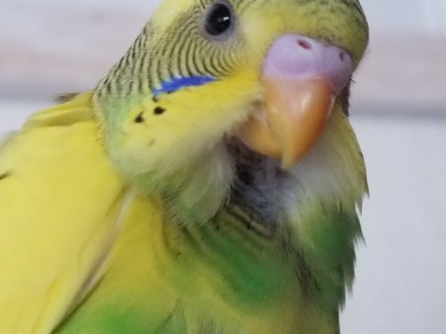 Tried to take some close-ups of Kappa, and he wanted to see the phone