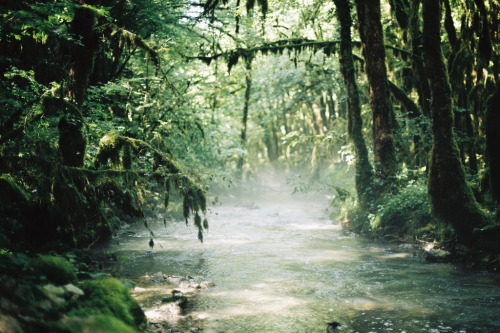mystic-revelations: Cinematic Forest By Margot Gabel