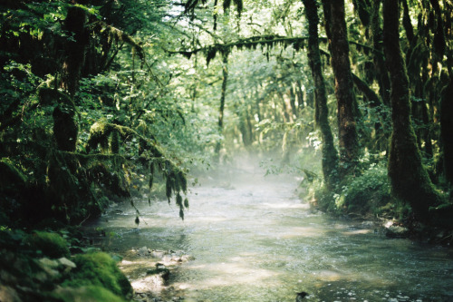 mystic-revelations:Cinematic ForestBy Margot Gabel