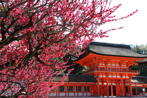 japan-mania:  Red Ume Blossoms and Traditional adult photos