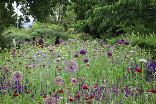 Scenes from a flowery meadow at Hermannshof in Weinheim, Germany !   A place I had heard and read ab