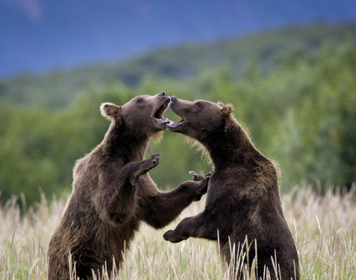 llbwwb:   (via 500px / Bears Sparring by Mike Johnson) 