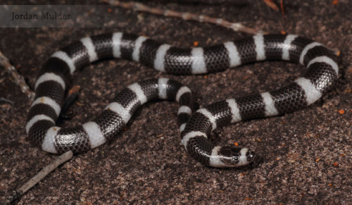 lovingexotics: Bandy-bandy Snake Vermicella annulata Source: Here