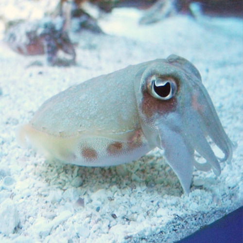 Porn photo happyfuckingcamper:  I require cuttlefish
