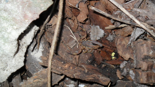 La vuelta de &ldquo;Juanchito&rdquo; (?) a la naturaleza. Lo dejé donde a él le gusta. Antes de solt