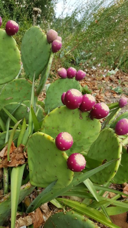 Cacti and Succulents at the National Arboretum