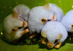 sixpenceee:  The Honduran White Bat is probably one of the cutest species of bat I have ever seen. They are a unique species of fruit-eating bats. They also make “tents” for themselves as in they cut the leaf off a bush. They then fold it over on