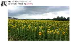 duoachievement:  drunkroosters:  meg, that sunflower’s gonna fucking die    #they face the sun for a reason lmao im cryin   